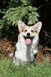 CORGI PEMBROKE 359
